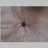 Neuronas Golgi 41.jpg